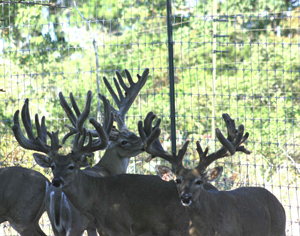 High Quality Deer Breeding